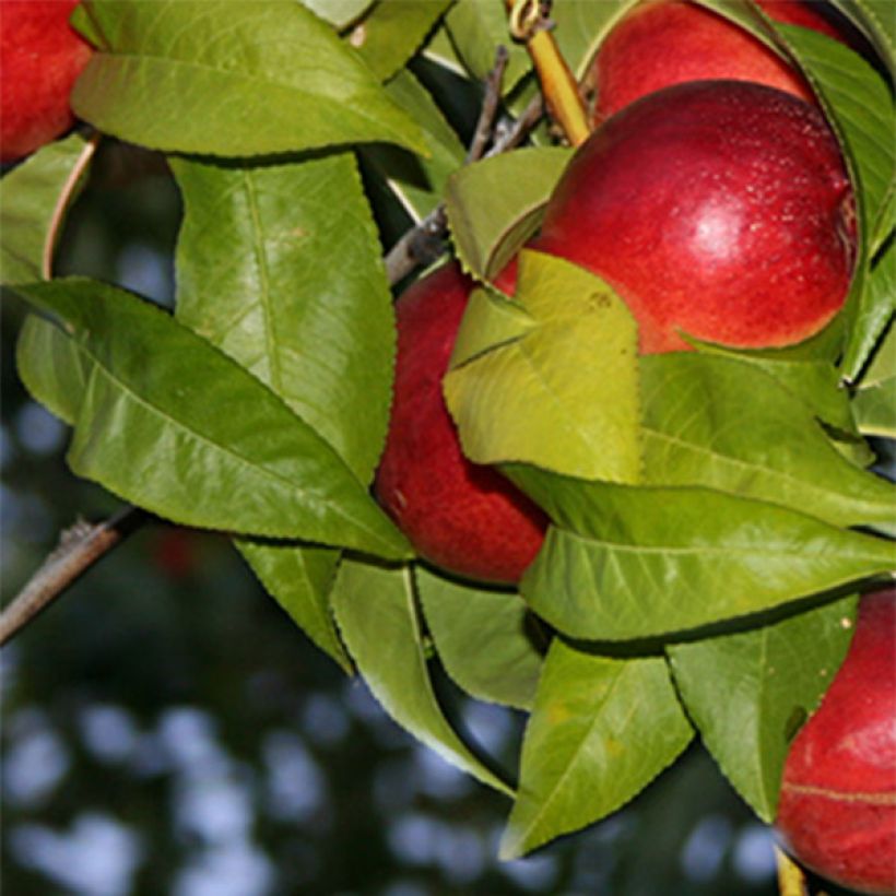 Nectarina Honey Muscat (Follaje)