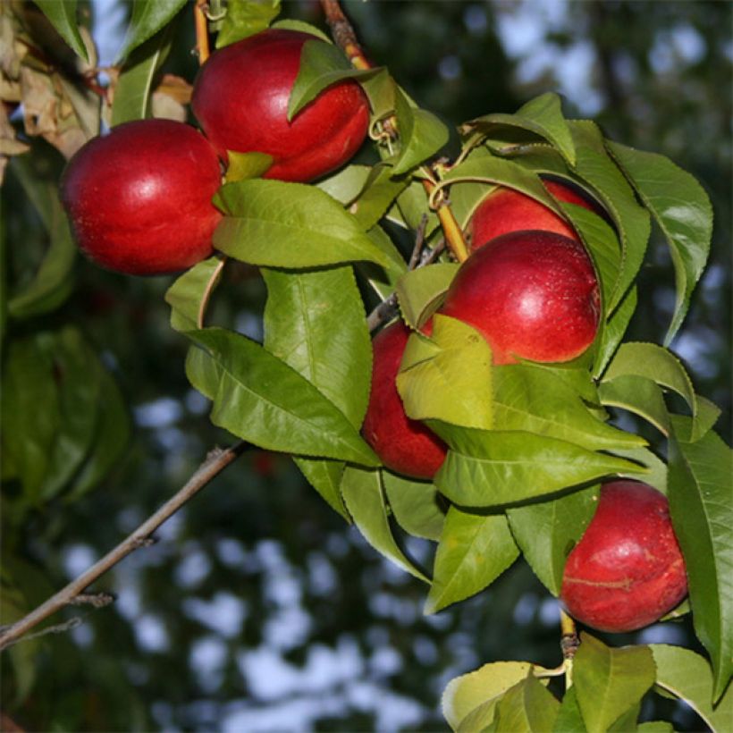 Nectarina Honey Muscat (Floración)