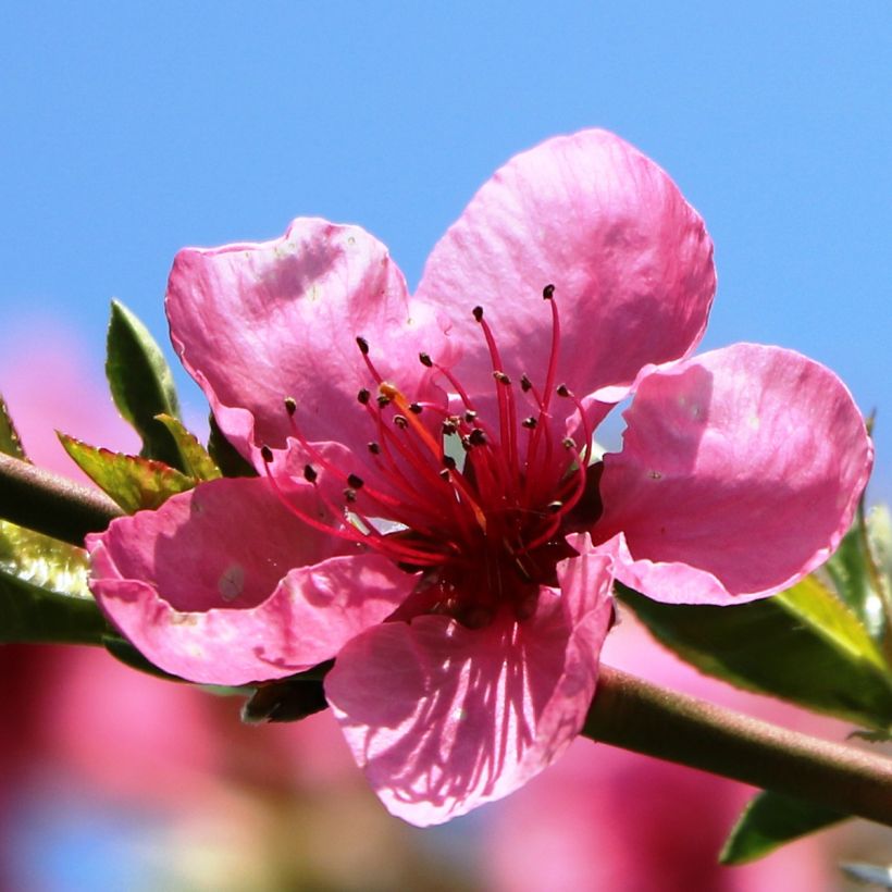 Nectarina Flavor Top (Floración)