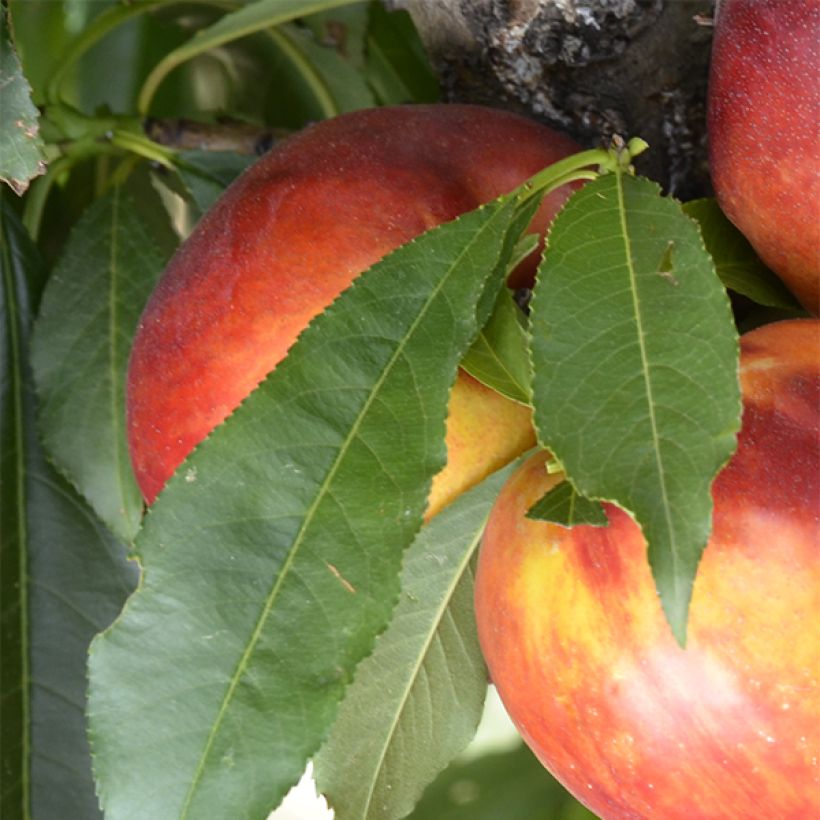 Nectarina enana Rubis Necta Zee (Follaje)