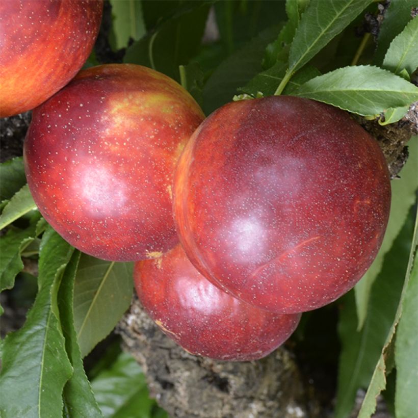 Nectarina enana Rubis Necta Zee (Cosecha)