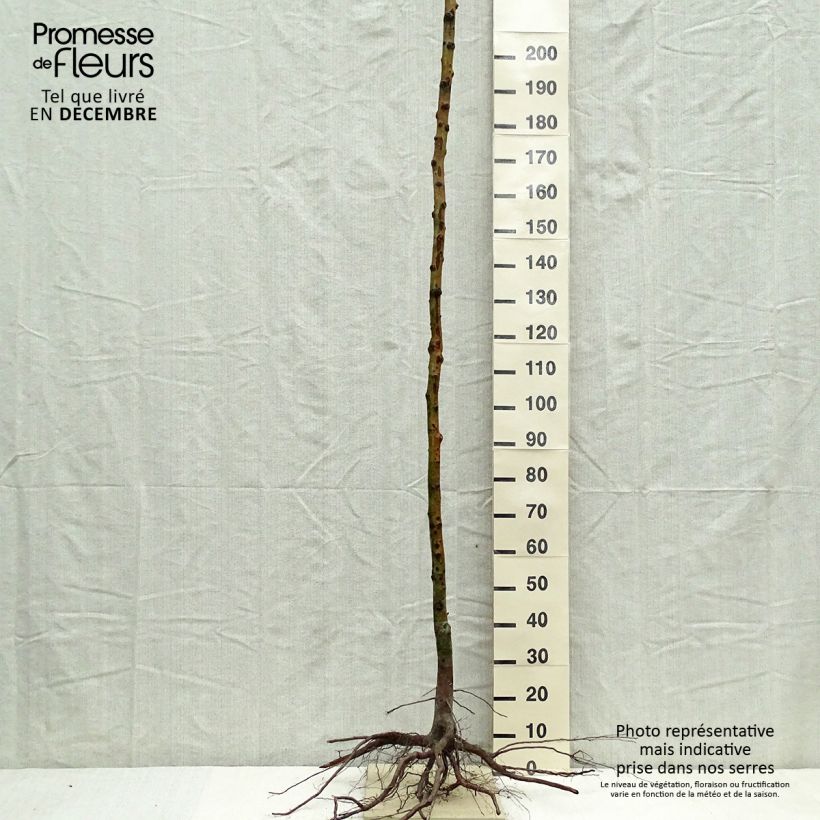 Néflier - Mespilus germanica en racines nues haute tige Ejemplar entregado en invierno