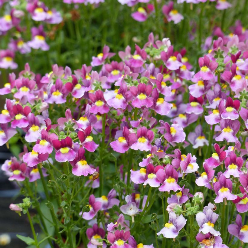 Nemesia Fairy Kisses Boysenberry (Floración)