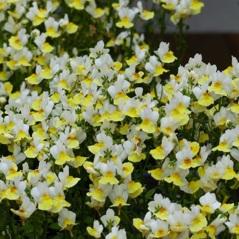 Nemesia Fairy Kisses Citrine (Floración)