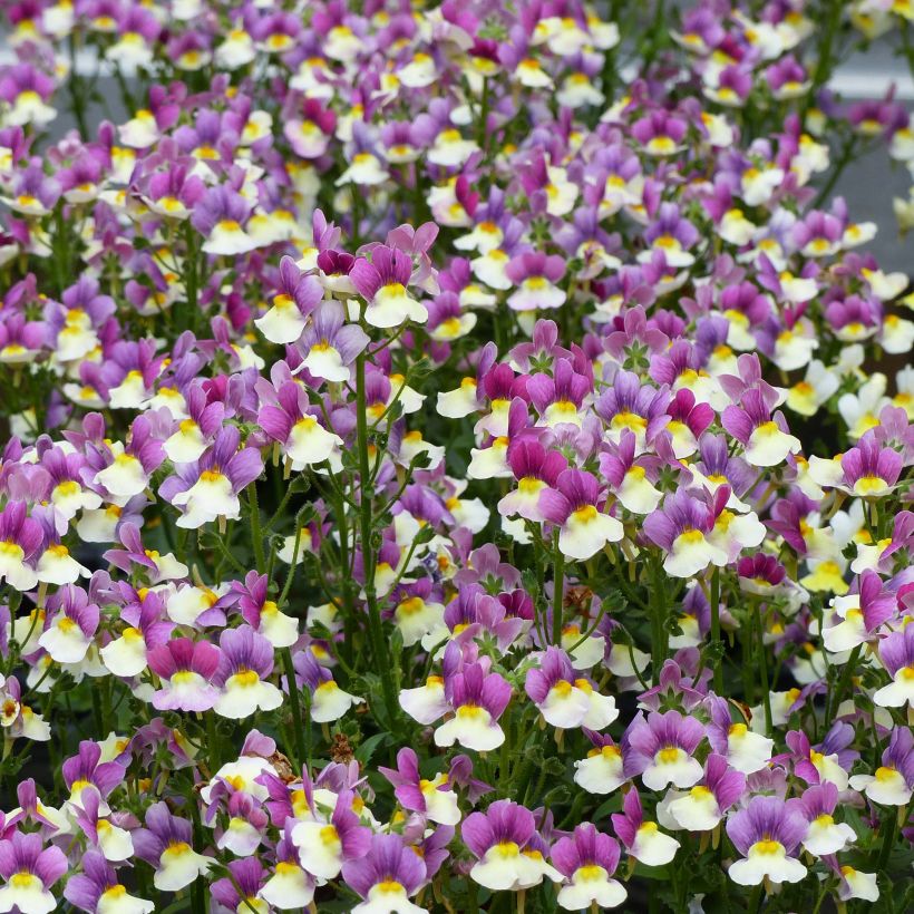 Nemesia Fairy Kisses Vanilla Berry (Floración)