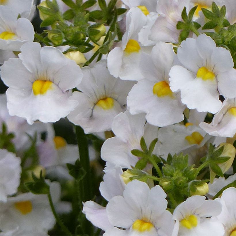 Nemesia Karoo White (Floración)