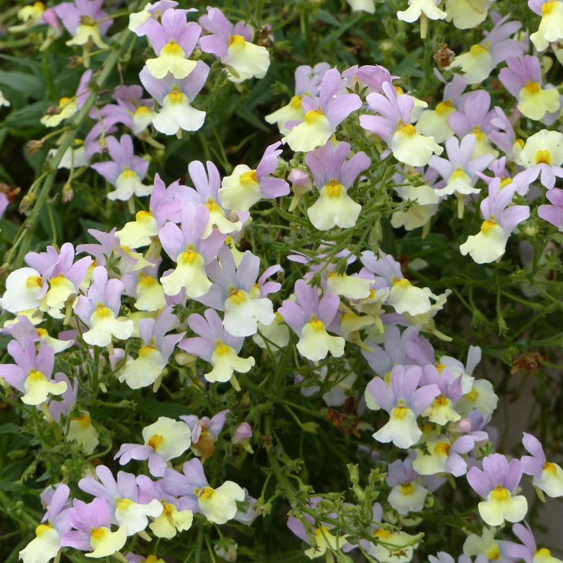 Nemesia Pink Lemonade (Floración)