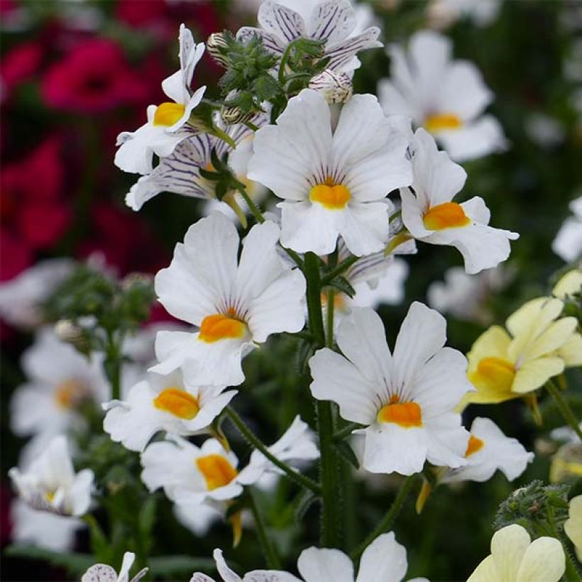 Nemesia strumosa Sunsatia Anona (Floración)