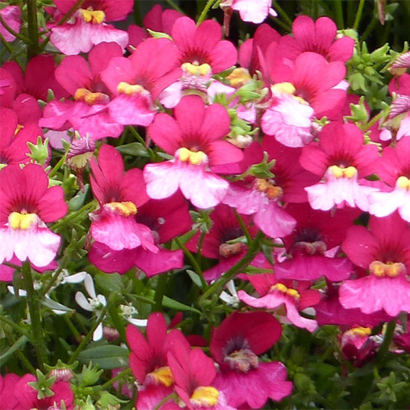 Nemesia strumosa Sunsatia Plus Berry Delight (Floración)