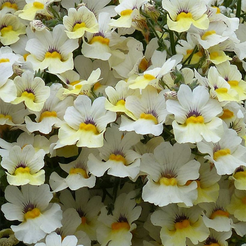 Nemesia strumosa Sunsatia Plus Little Vanilla (Floración)