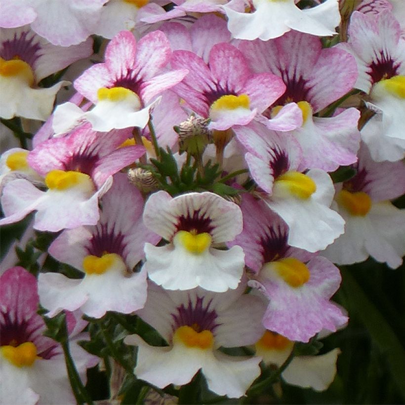 Nemesia strumosa Sunsatia Plus Lychee (Floración)