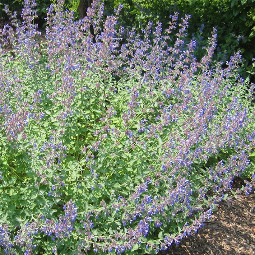 Nepeta Blue Dragon (Floración)