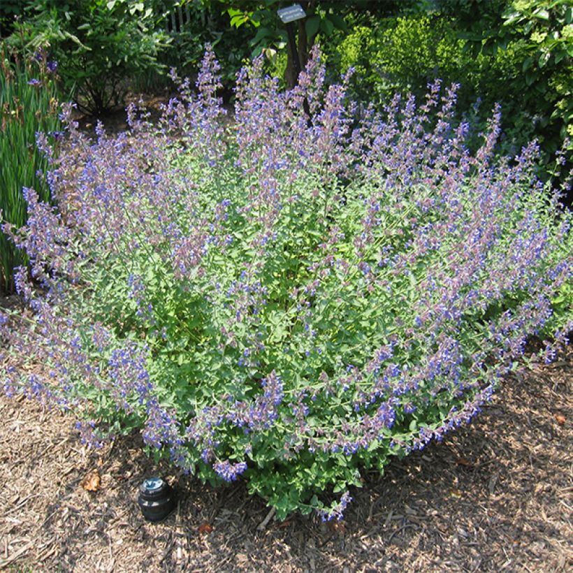 Nepeta Blue Dragon (Porte)