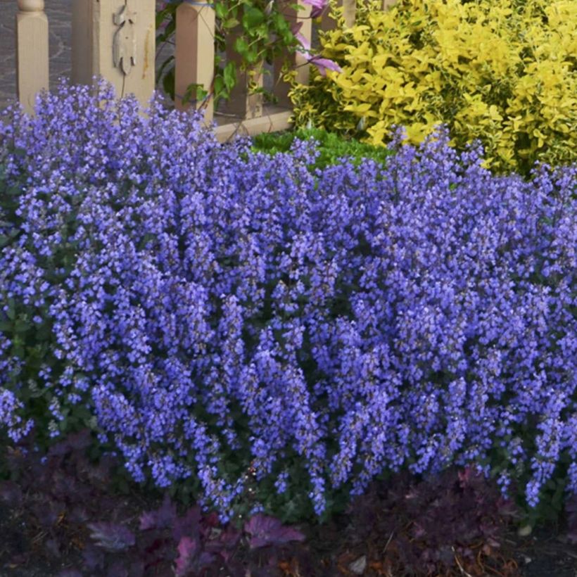 Nepeta faassenii Cat's Pajamas (Porte)