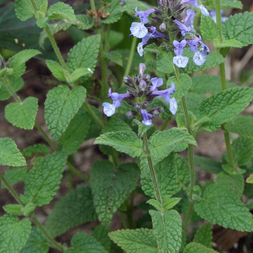 Nepeta clarkei (Follaje)