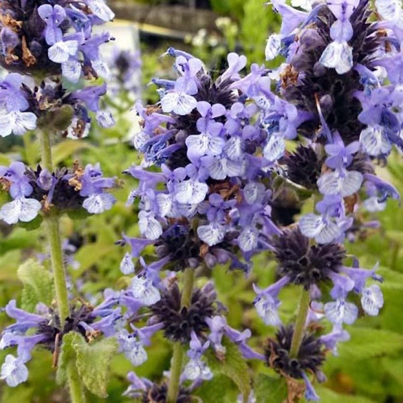 Nepeta clarkei (Floración)