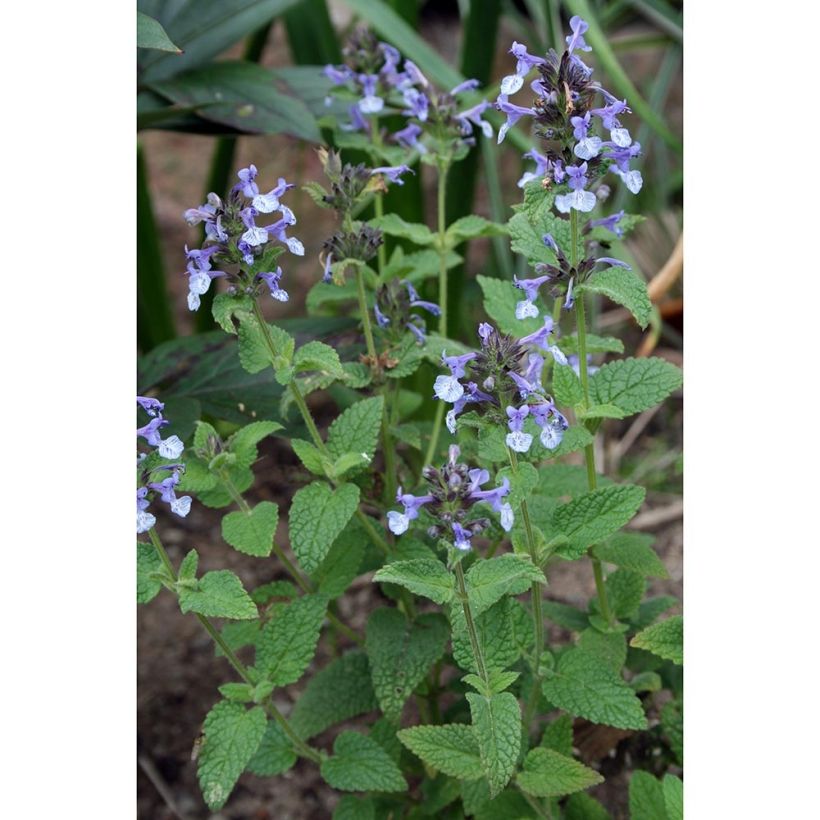 Nepeta clarkei (Porte)