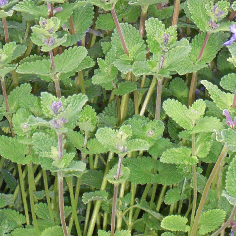 Nepeta faassenii - Hierba gatera (Follaje)