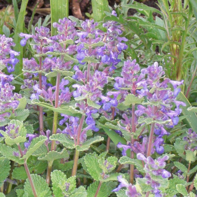 Nepeta faassenii - Hierba gatera (Floración)