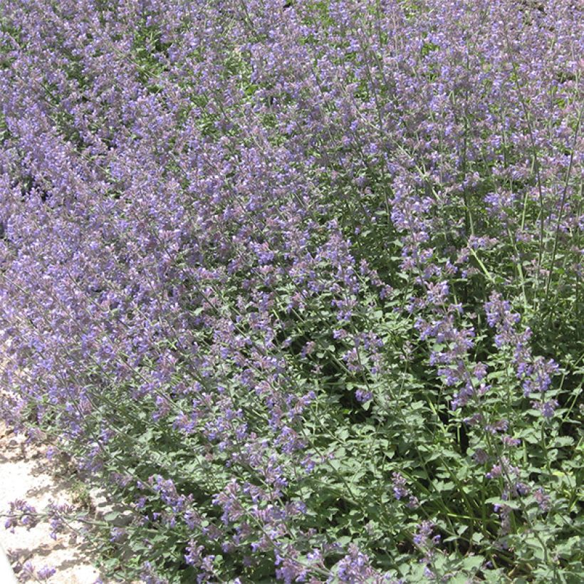 Nepeta faassenii - Hierba gatera (Porte)