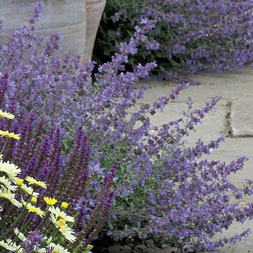 Nepeta faassenii Walker's Low (Floración)