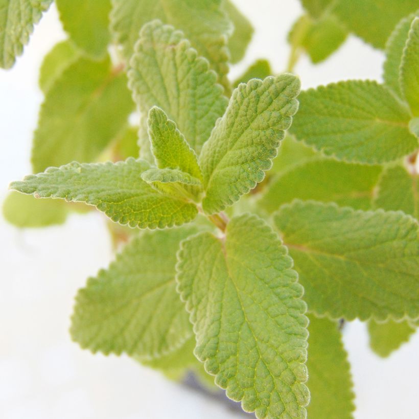 Nepeta grandiflora Bramdean (Follaje)