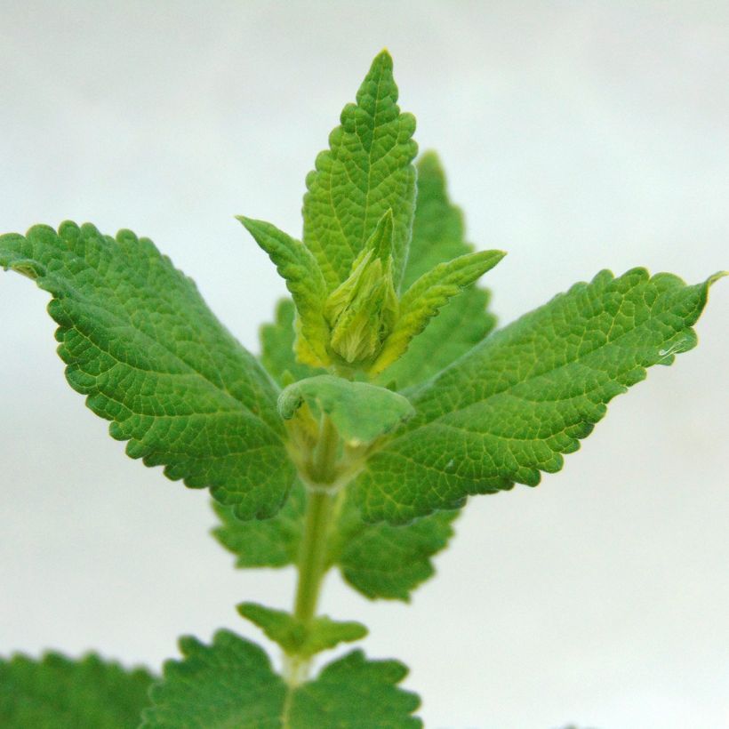 Nepeta grandiflora Dawn to Dusk (Follaje)