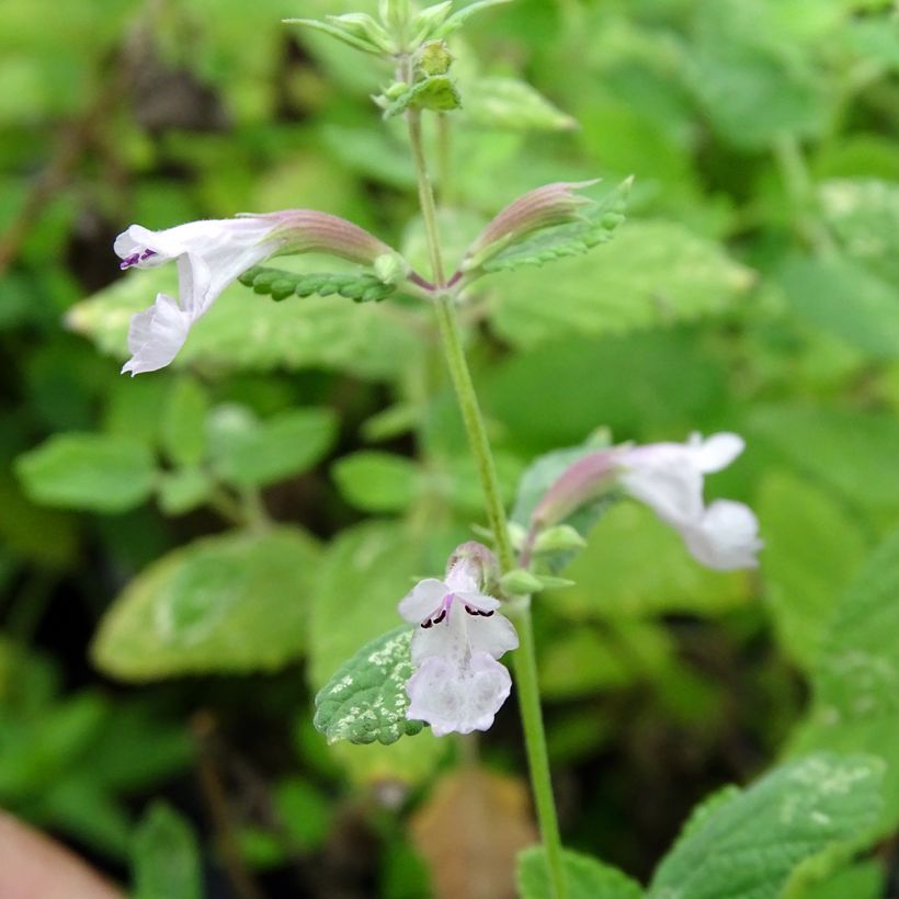 Nepeta grandiflora Dawn to Dusk (Floración)