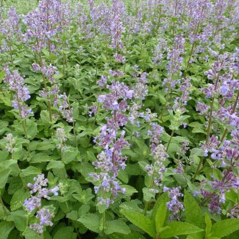 Nepeta grandiflora Summer Magic (Follaje)