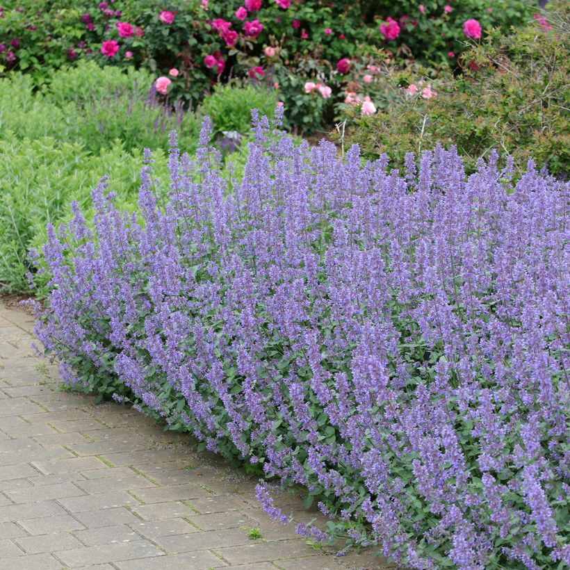 Nepeta grandiflora Summer Magic (Porte)