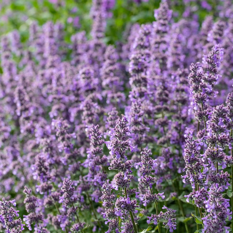 Nepeta grandiflora Summer Magic (Floración)