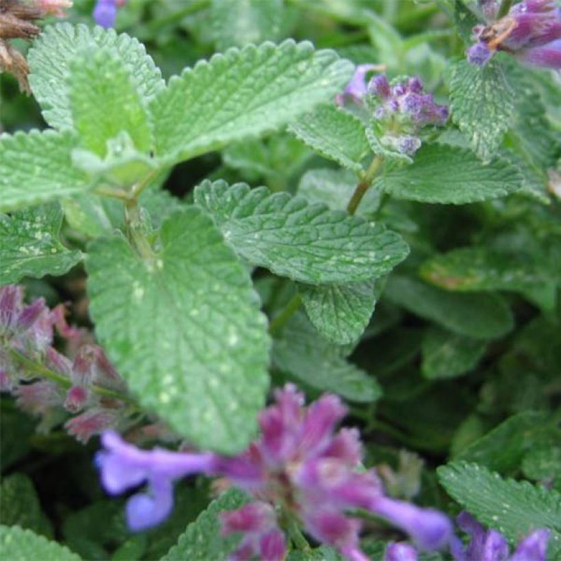 Nepeta grandiflora Wild Cat (Follaje)