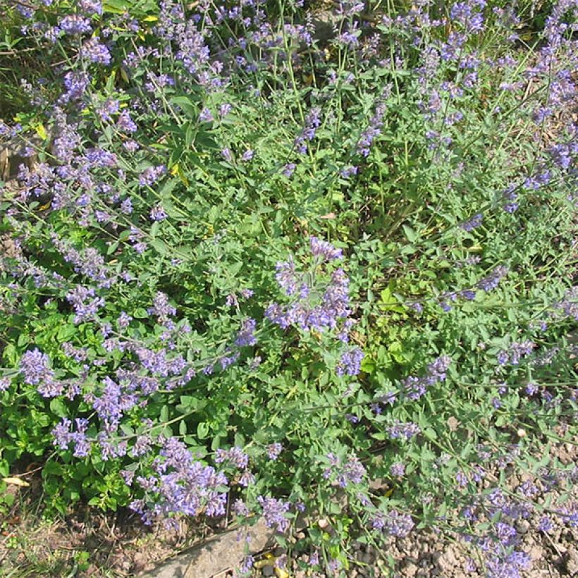 Nepeta grandiflora Wild Cat (Porte)