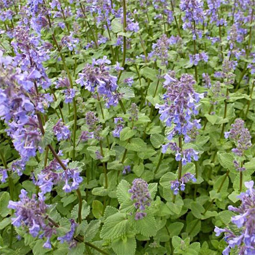 Nepeta grandiflora Zinser's Giant (Porte)