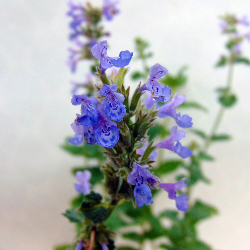 Nepeta grandiflora Zinser's Giant (Floración)