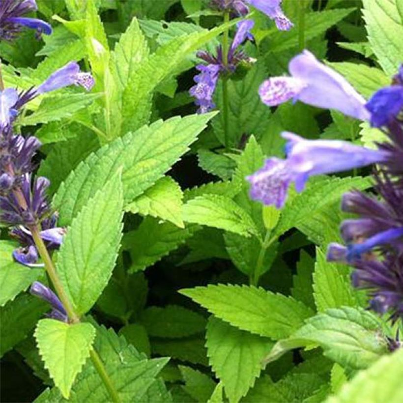 Nepeta manchuriensis Manchu Blue (Follaje)