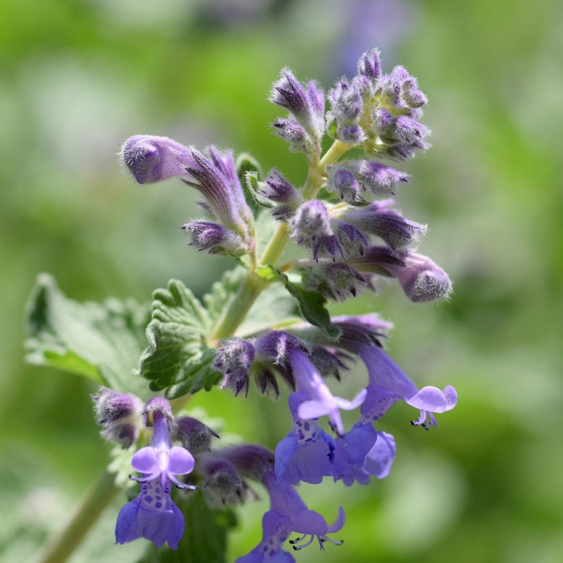 Nepeta manchuriensis Manchu Blue (Floración)