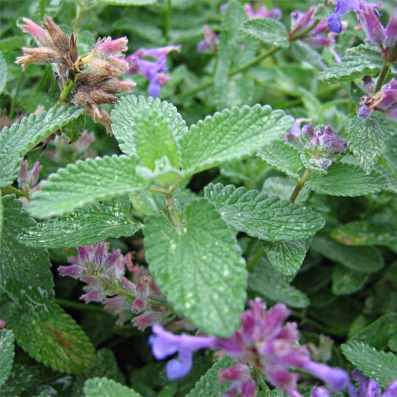 Nepeta mussini (Follaje)