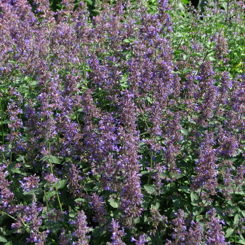 Nepeta mussini (Floración)