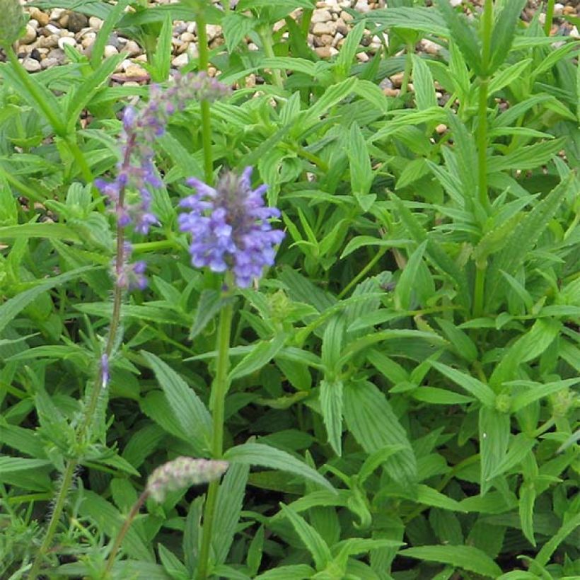 Nepeta nervosa - Menta de gato (Follaje)