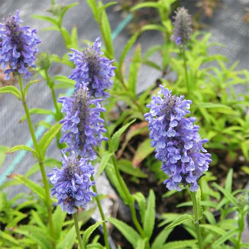 Nepeta nervosa - Menta de gato (Floración)