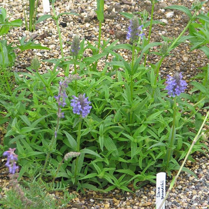 Nepeta nervosa - Menta de gato (Porte)