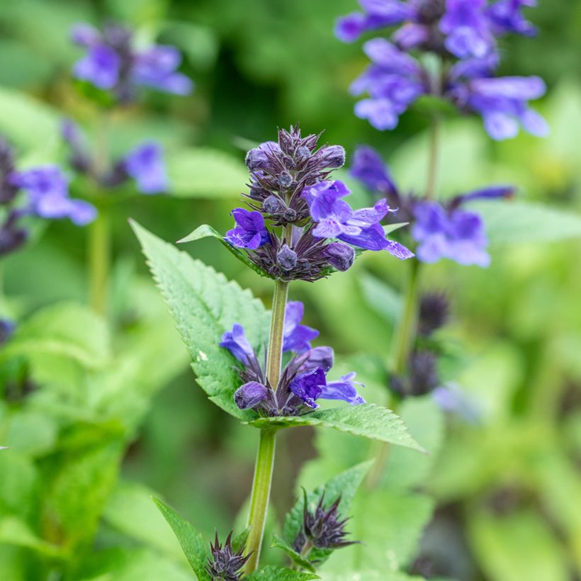 Nepeta nervosa Neptune (Floración)