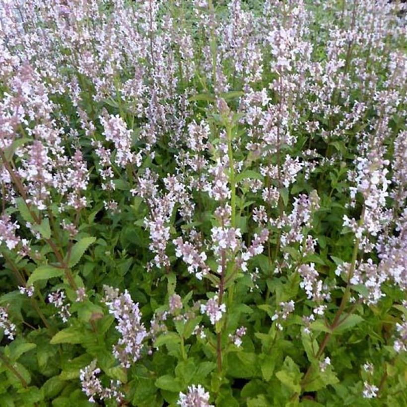 Nepeta nuda Anne's Choice (Porte)