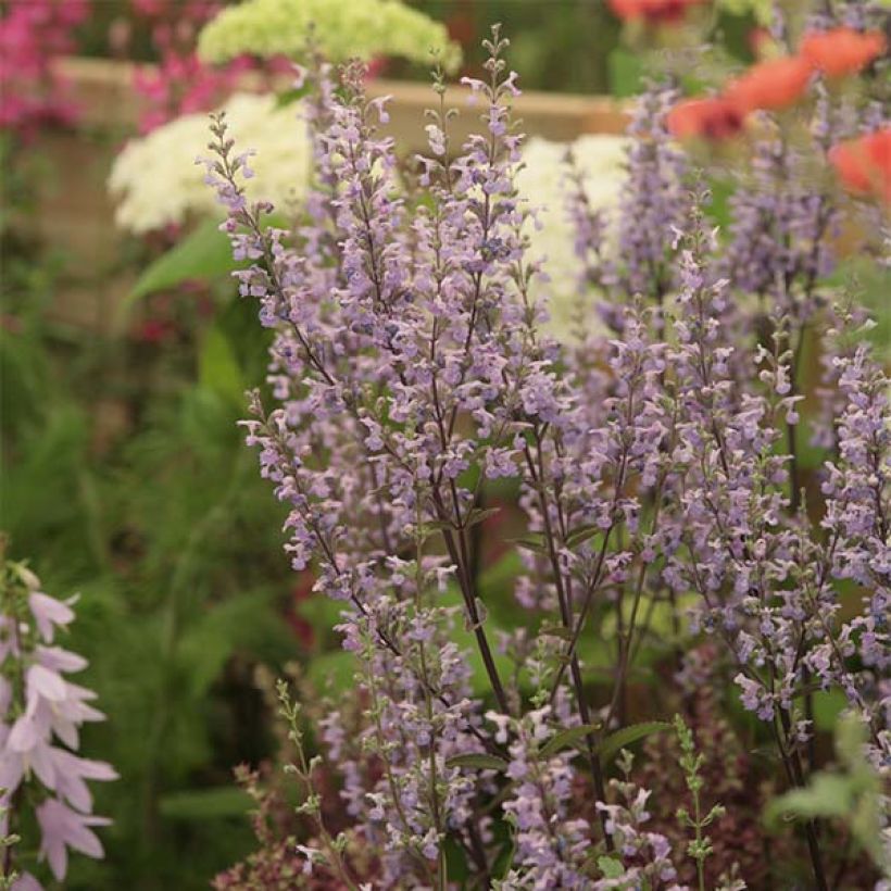 Nepeta nuda Purple Cat (Floración)