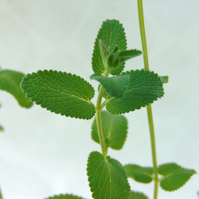 Nepeta racemosa Grog (Follaje)