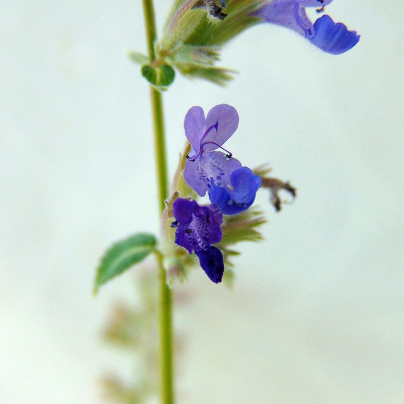 Nepeta racemosa Grog (Floración)