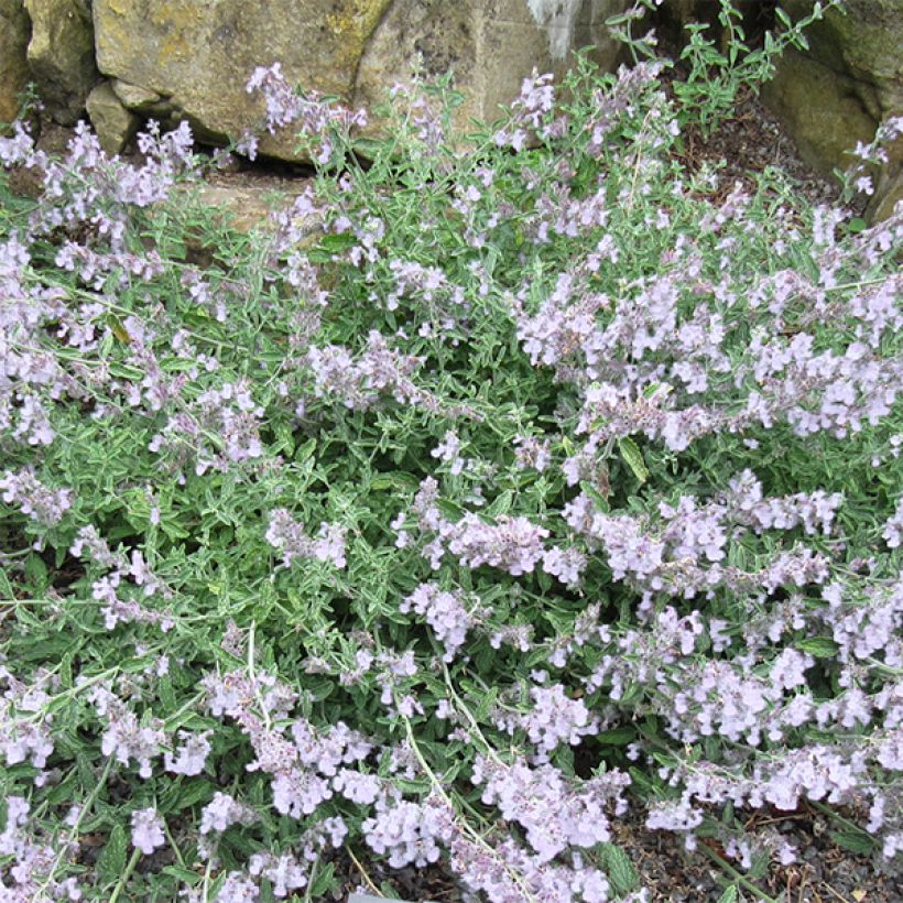 Nepeta racemosa Snowflake (Floración)