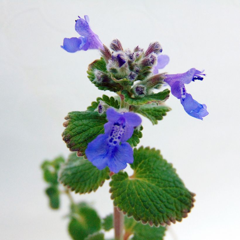 Nepeta racemosa Superba (Floración)