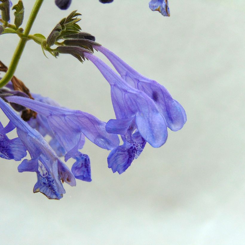 Nepeta sibirica Souvenir d Andre Chaudron (Floración)